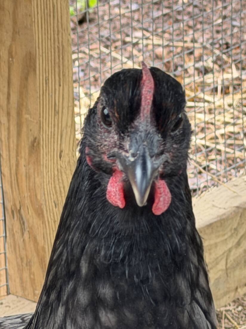 Chicken close-up