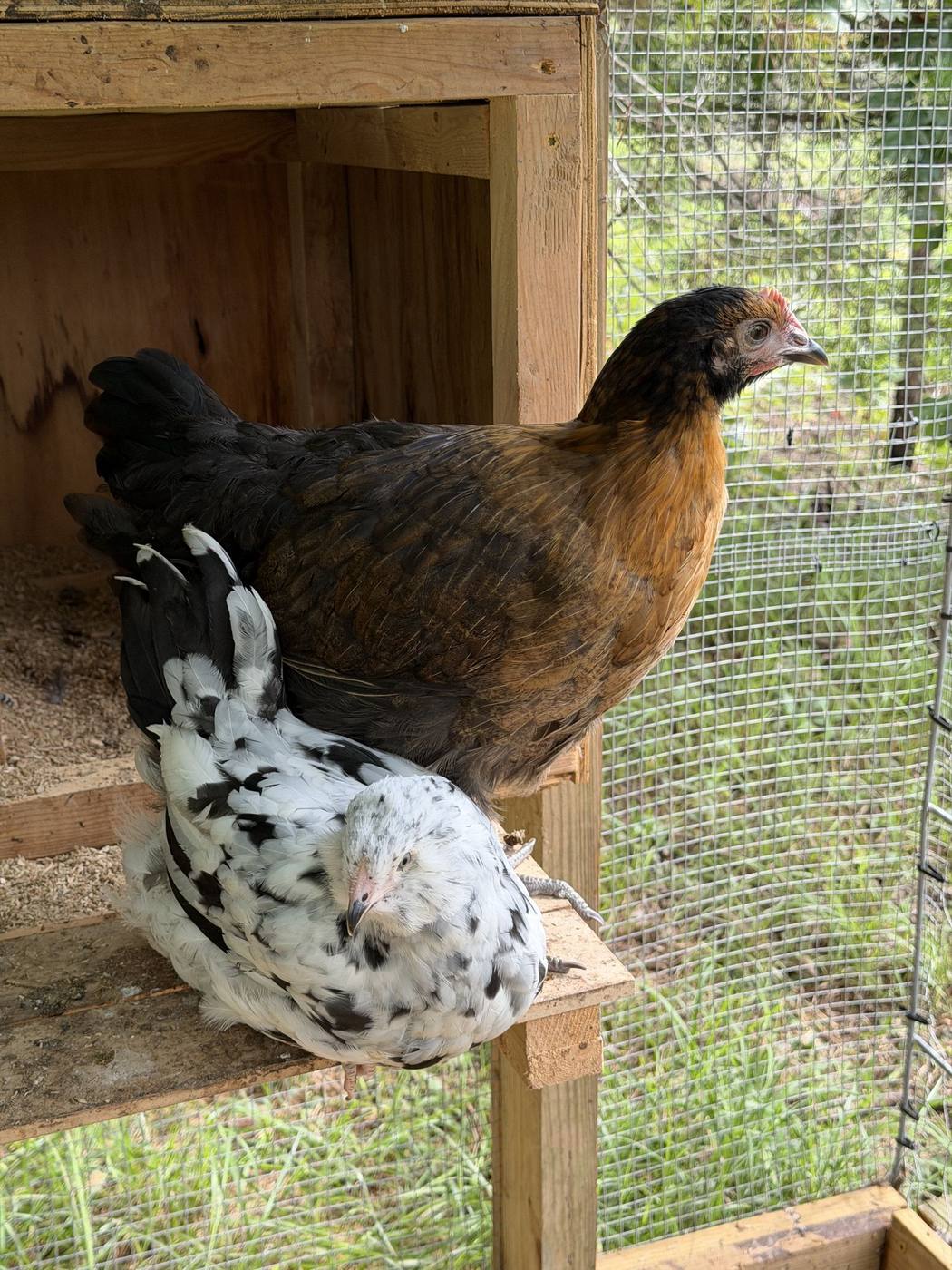 Chickens roosting in the coop