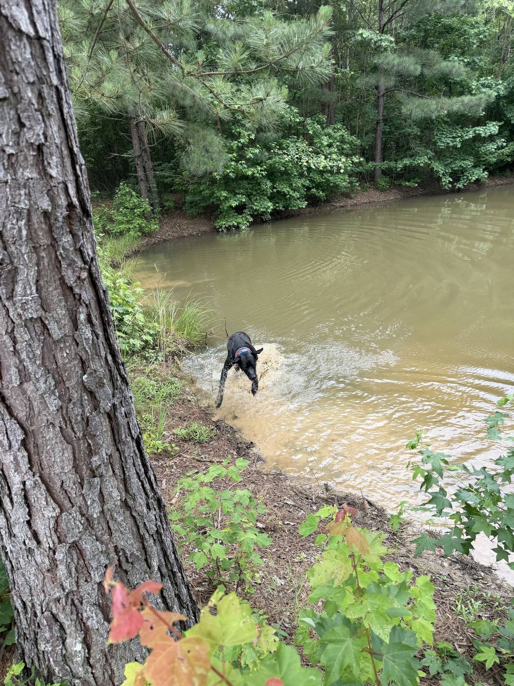 Our dog splashing into the pond