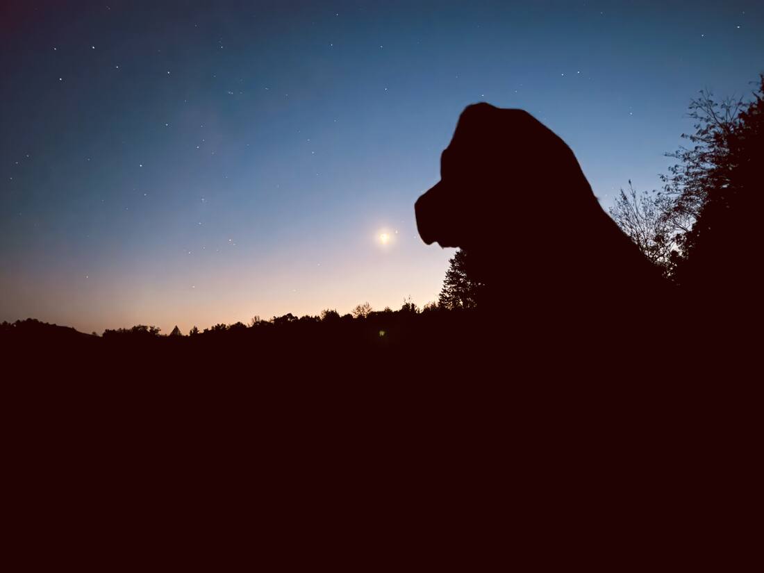 Dog silhouette at night