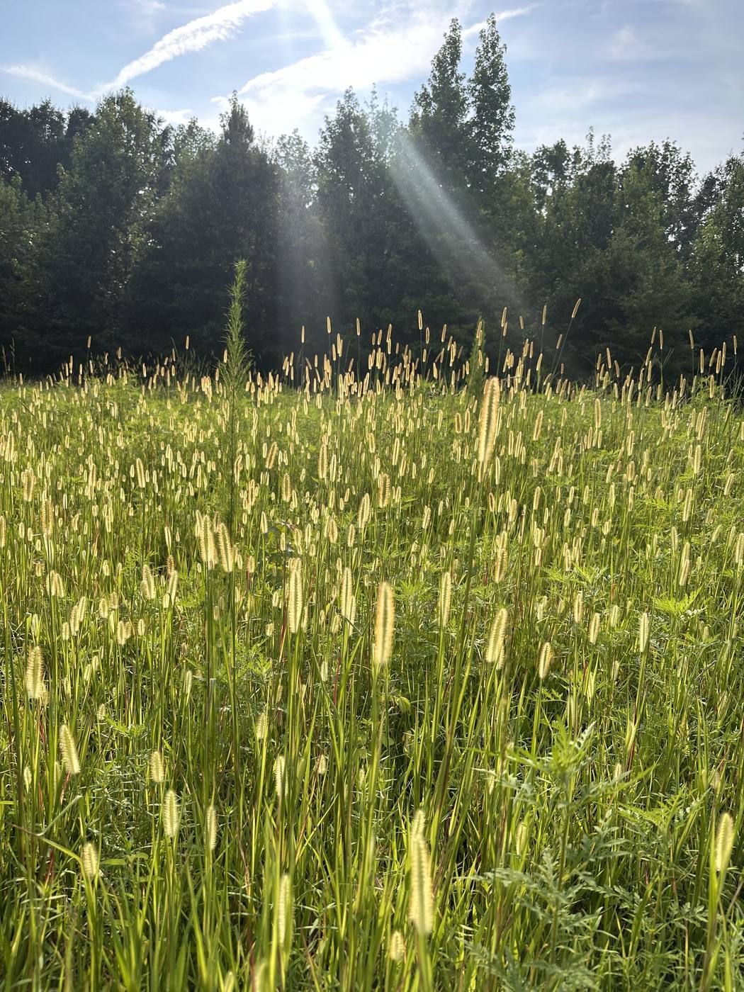 Morning light over the field