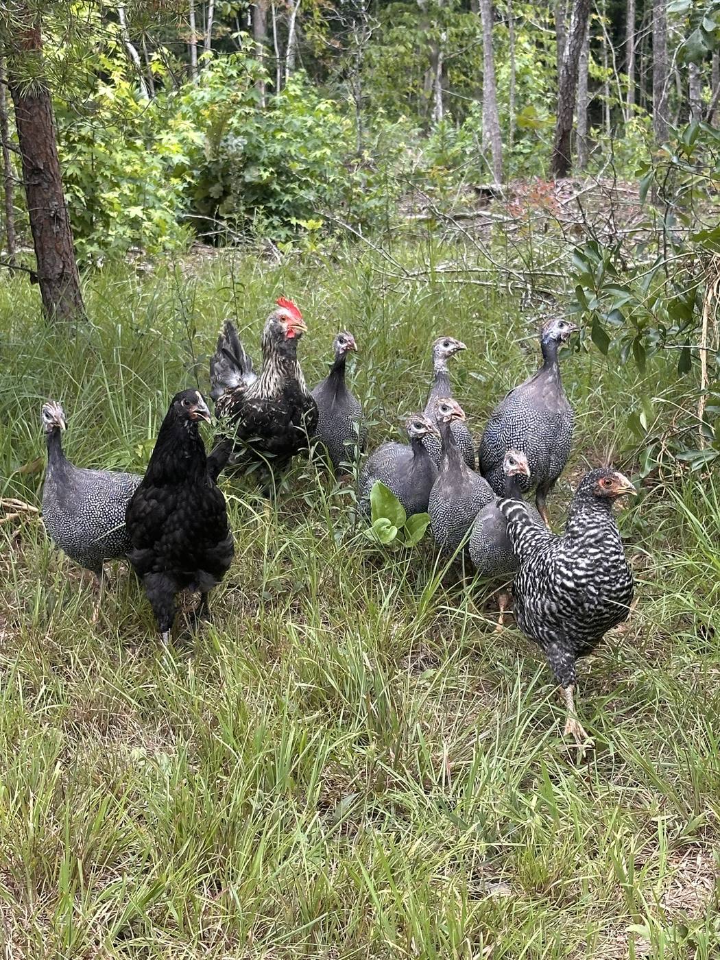 The flock foraging in the grass