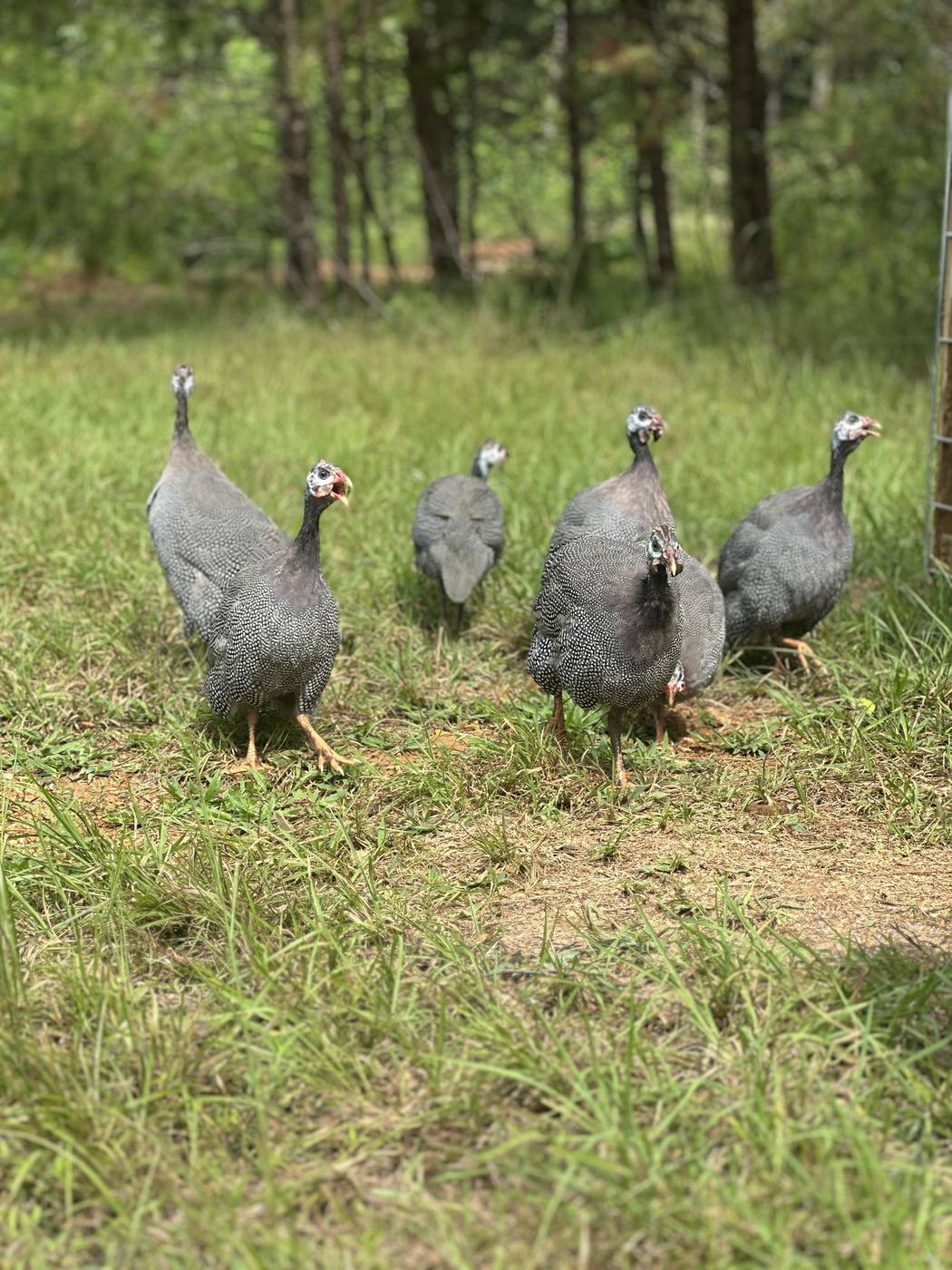 Guinea fowl on patrol