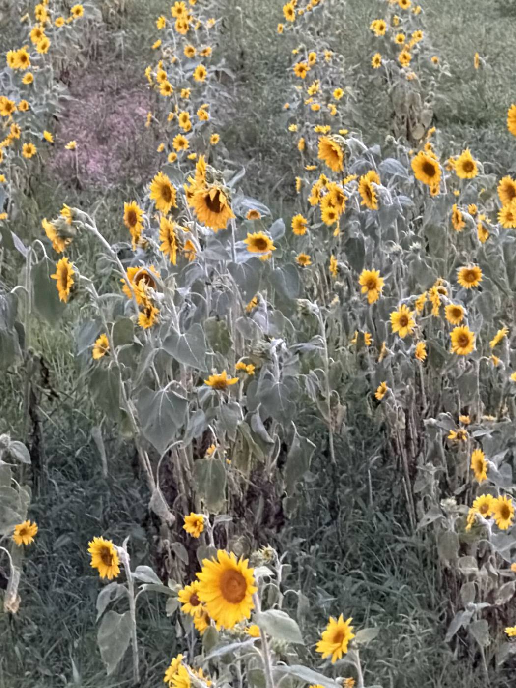 Sunflowers on the property