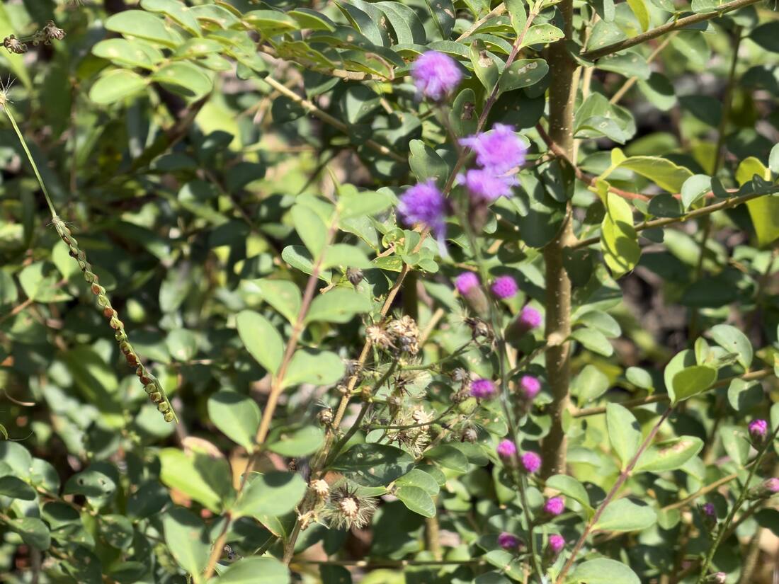 Wildflowers